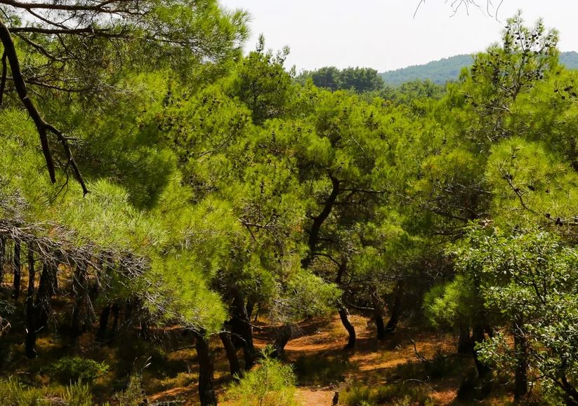 Ndryshimet klimatike, BE do të përdorë satelitë për monitoruar rreziqet në pyje