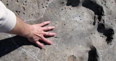 Shkencëtarët në Brazil identifikojnë një specie të re të dinozaurëve