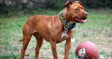 E la të lirë në qytet/ Qeni pitbull sulmoi të moshuarin në Durrës, pranga 44-vjeçarit