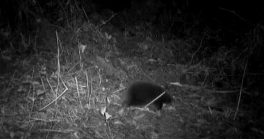 VIDEO/ Shfaqet pas 62 vitesh gjitari i rrallë që bën vezë