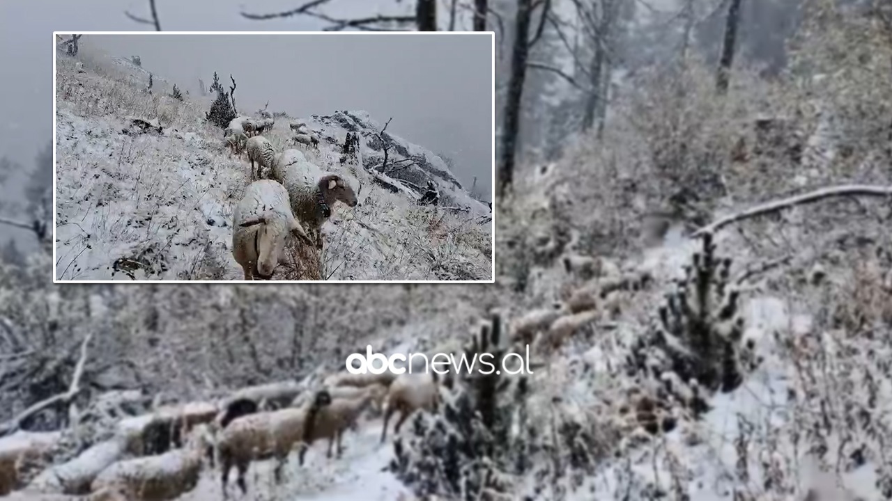 VIDEO/ Rrebeshet e shiut i lënë vendin dëborës, zbardhet Mali i Gjallicës