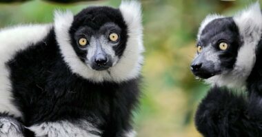 Fondacioni Botëror i Qëndrueshmërisë zgjeron habitatin natyror të lemurëve në pyllin Maromizaha të Madagaskarit