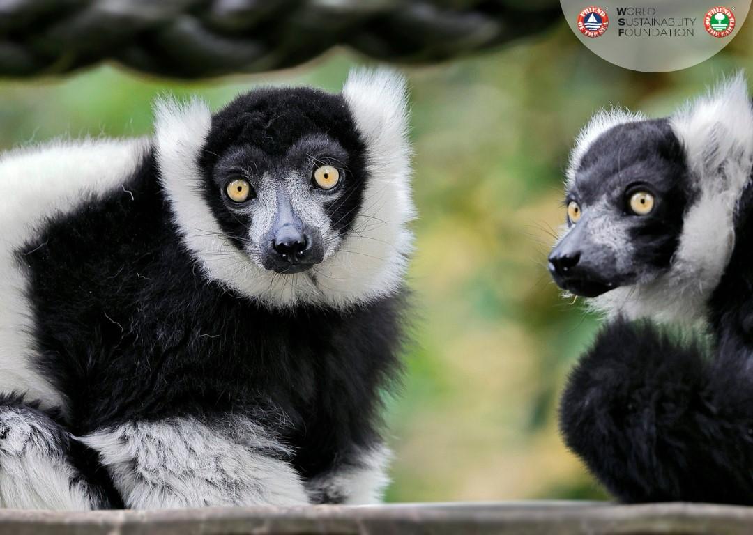 Fondacioni Botëror i Qëndrueshmërisë zgjeron habitatin natyror të lemurëve në pyllin Maromizaha të Madagaskarit