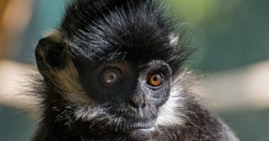 Indi/ Majmuni sulmon për vdekje 10 vjeçarin