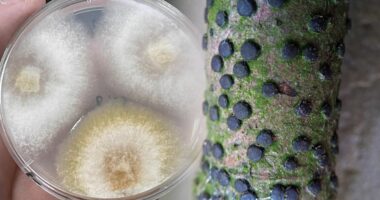 Kanceri, sëmundja që po zhduk gështenjat tona. Eksperti i mjedisit: Infekton trungun dhe lëvoren!