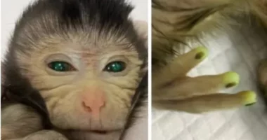 Shkencëtarët në Kinë krijojnë majmunin e parë me qeliza staminale