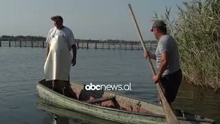 Ndotet laguna, dëmtohen peshqit/ Lezhë, në lagunën e Kunes shkarkohen ujërat e zeza