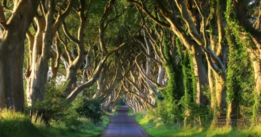 11 pemë po priten nga pylli ku u xhirua “Game Of Thrones” në Irlandën e Veriut
