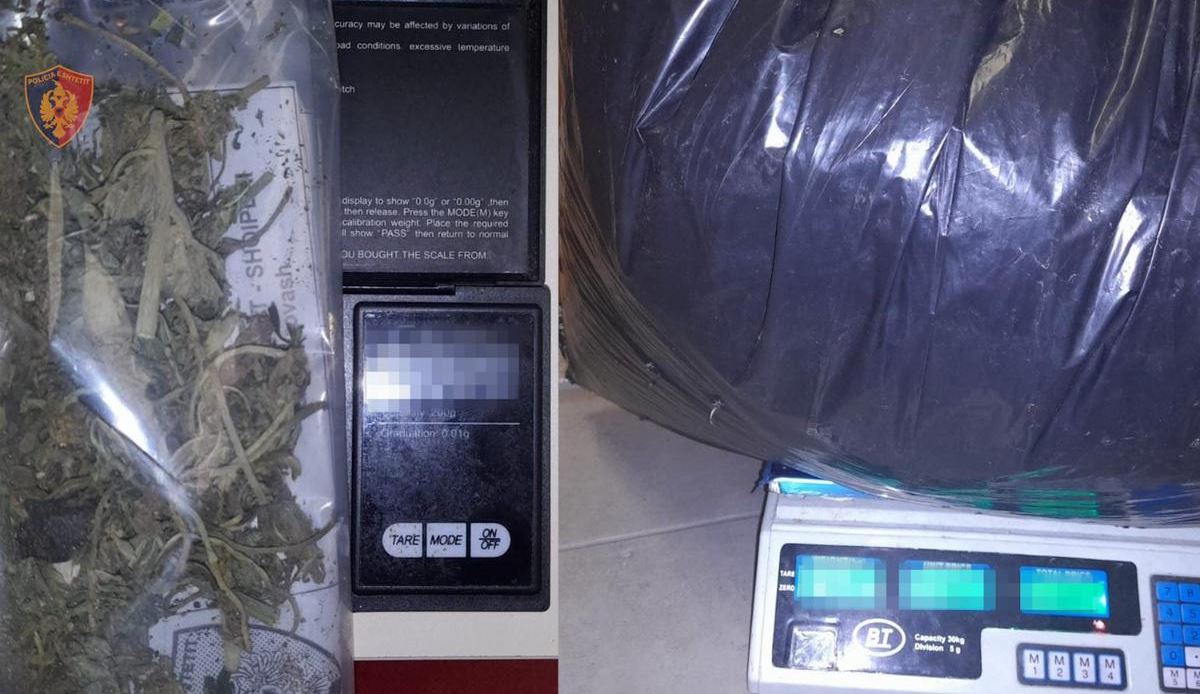 Aksioni kundër kultivimit të drogës, zbulohen rreth 13.8 kg kanabis në një shtëpi të pabanuar në Shkodër