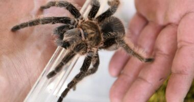 SHBA, turisti shkakton aksident automobilistik për të mos shkelur një tarantulë