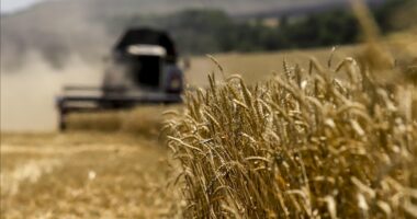 Rusia dërgon mijëra tonë grurë falas në Afrikë