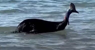 E rrallë/ Zogu më i rrezikshëm në botë shfaqet në brigjet e Australisë