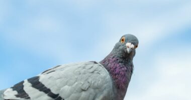 Japoni, taksisti arrestohet për vrasjen e qëllimshme të një pëllumbi