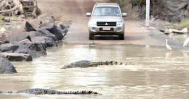 Përmbytje masive në Australi, dalin krokodilët