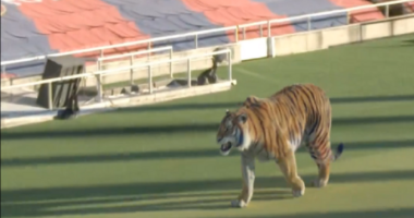 VIDEO/ Tigri “pushton” arenën “katalanase”, Barça gati për prezantimin e talentit brazilian