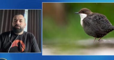 Nisma e veçantë e fotografit shqiptar: Me fotot e botës së egër do të ndihmojë qentë endacakë