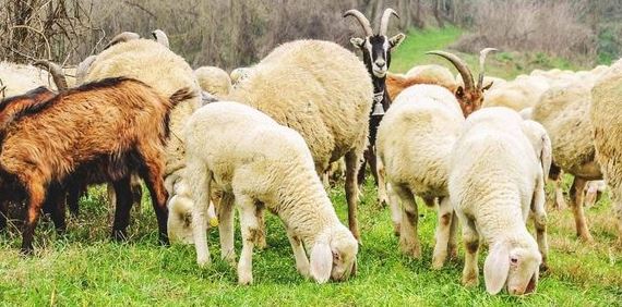 Kontrabandonin bagëti nga Mali i Zi, nëpërmjet kufirit të gjelbër, procedohen dy persona në Shkodër