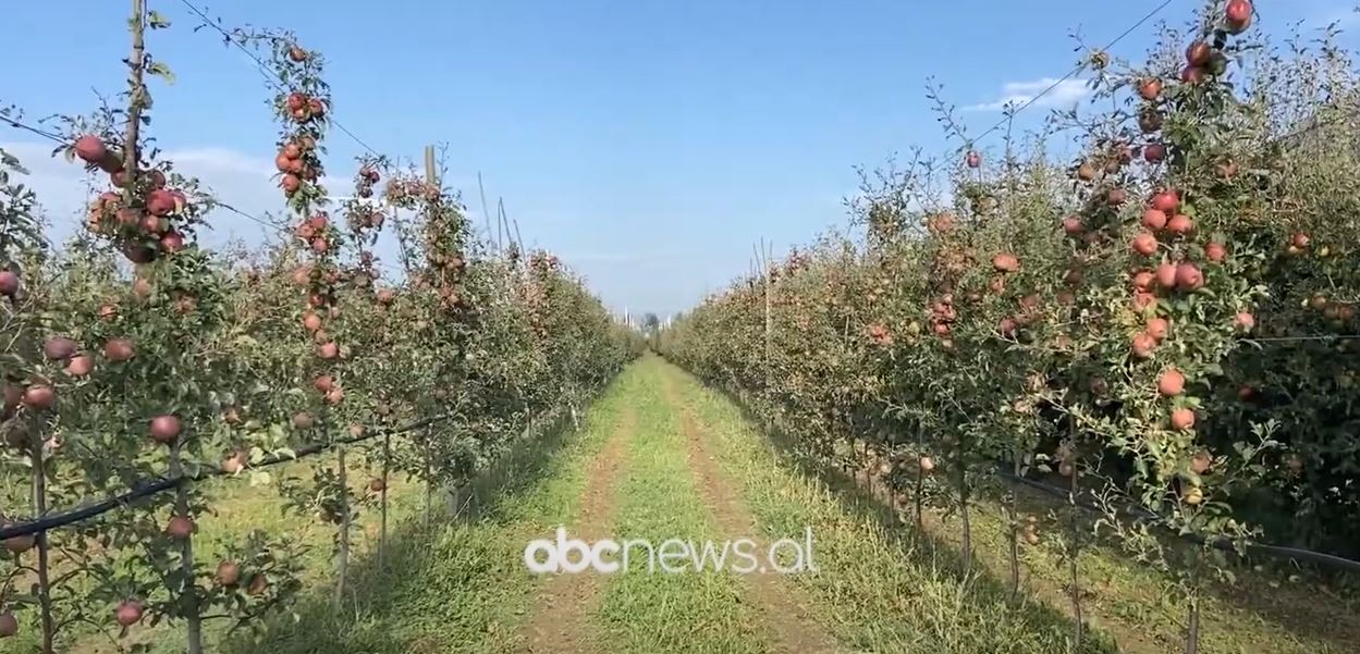 Nafta falas, shtyhet afati/ Fermerët e përfitojnë deri në mes të vitit 2024