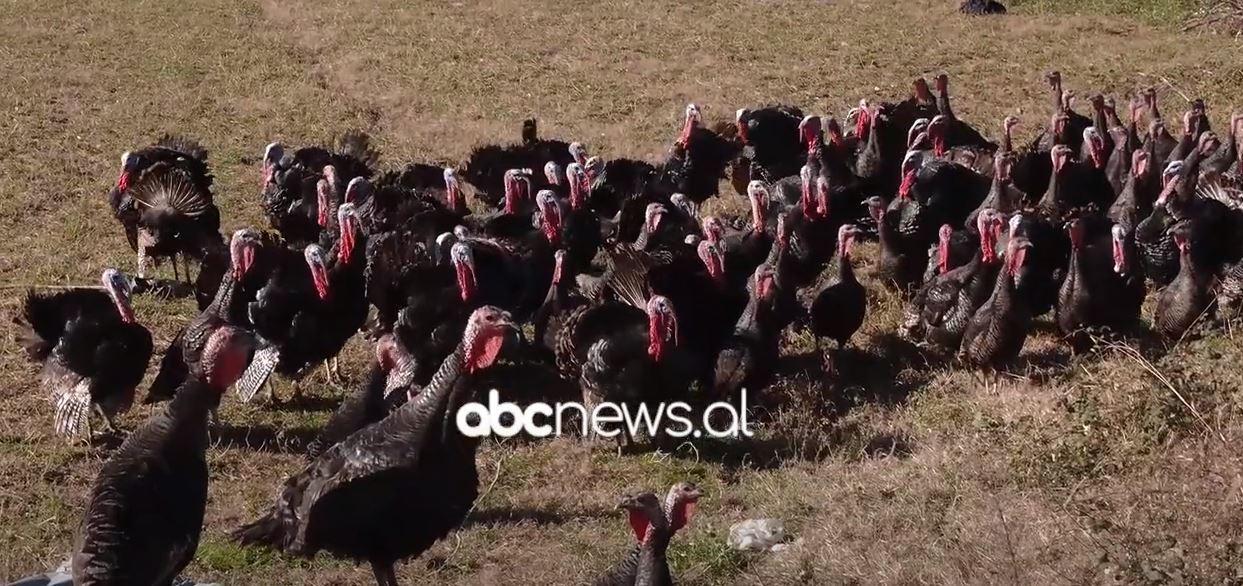 Tregu i gjelave në Baldushk/ Banorët tregtojnë shpendin simbol të tryezës së festave