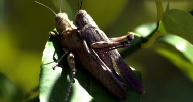 Ndryshimet klimatike/ Meksika “pushtohet” nga karkalecat