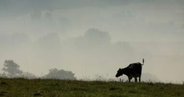 Franca miraton ligjin për të mbrojtur fermerët nga ankesat e fqinjëve për zhurmat