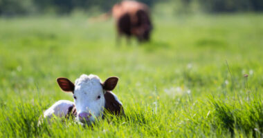Ferma në Angli bëhet e njohur, vizitorët rezervojnë muaj më parë për të përkëdhelur lopët
