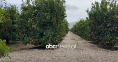 Mandarina e Konispolit në tregjet europiane/ Fermerët: Eksportojmë mbi një ton prodhim në ditë