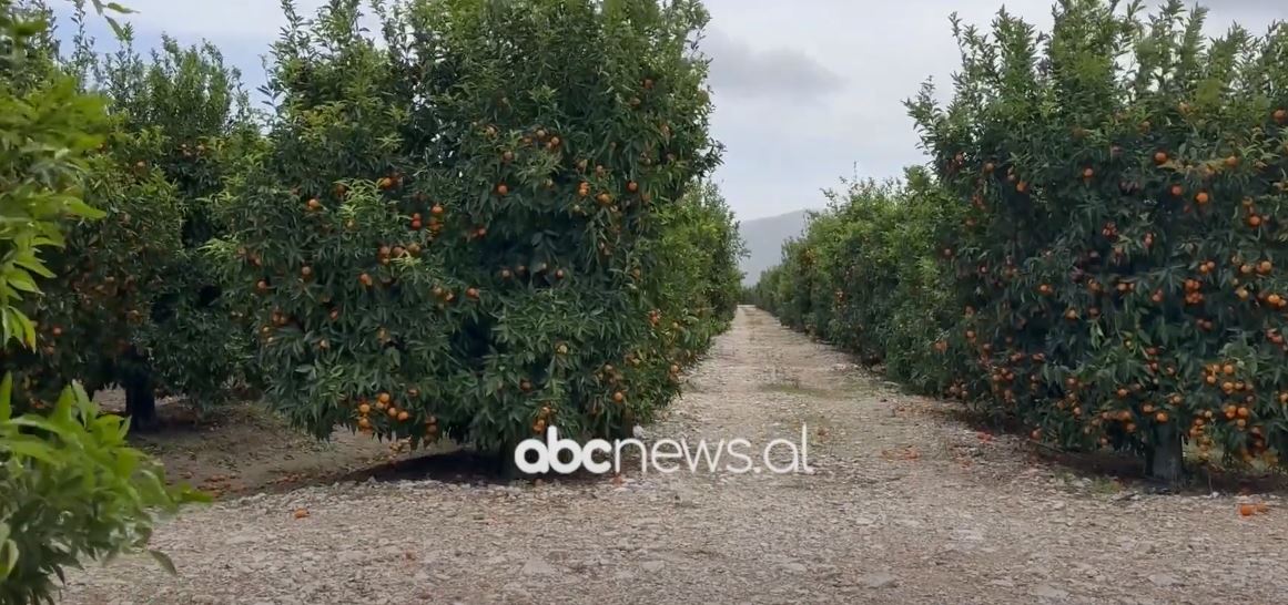 Mandarina e Konispolit në tregjet europiane/ Fermerët: Eksportojmë mbi një ton prodhim në ditë