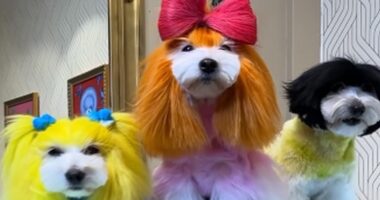 VIDEO/ Parukieri i kthen qentë në kafshë ekzotike, njerëzit janë të tmerruar