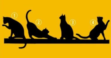 Test personaliteti/ Zgjidhni një mace dhe zbuloni se cila është qëllimi juaj i vërtetë në jetë