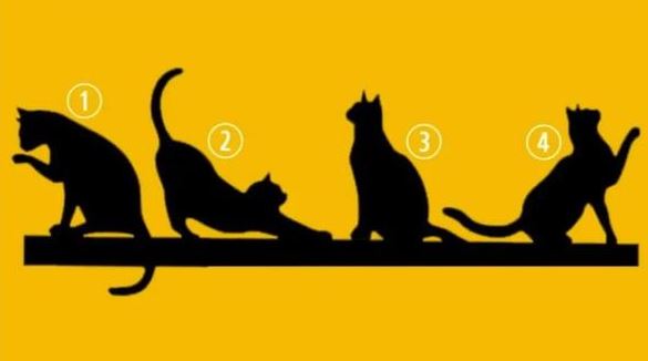 Test personaliteti/ Zgjidhni një mace dhe zbuloni se cila është qëllimi juaj i vërtetë në jetë