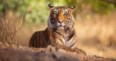 Horror në një kopsht zoologjik në Pakistan/ Gjendet një trup gjysmë i ngrënë në një kafaz tigri