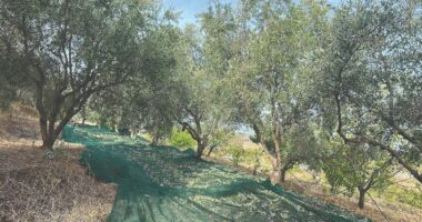 Nënprodhimi i vajit të ullirit “fik” industrinë