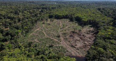 Shpyllëzimi në Amazonë ra me 50% në vitin 2023