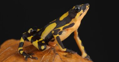 Gruas i gjenden 130 bretkosa helmuese në bagazhin e aeroportit, të kontrabanduara nga Kolumbia