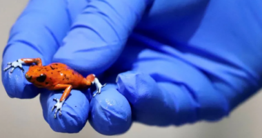 Arrestohet braziliania me 130 bretkosa helmuese në valixhe