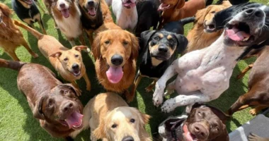 Koreja e Jugut ndalon konsumin e mishit të qenit