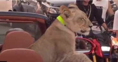 Nxori luanin shëtitje në qytet, arrestohet pronarja në Tajlandë