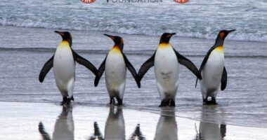 Pesë fakte magjepsëse per pinguinët që nuk i dini