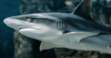 Peshkaqeni sulmon 10-vjeçarin në Bahamas, i kafshon këmbën