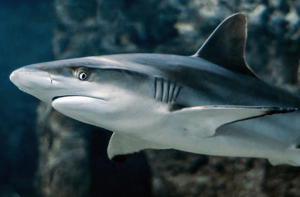 Peshkaqeni sulmon 10-vjeçarin në Bahamas, i kafshon këmbën