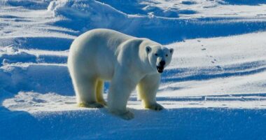 Virusi H5N1 përhapet edhe në zonat e largëta të planetit, ngordh ariu polar në Alaskë