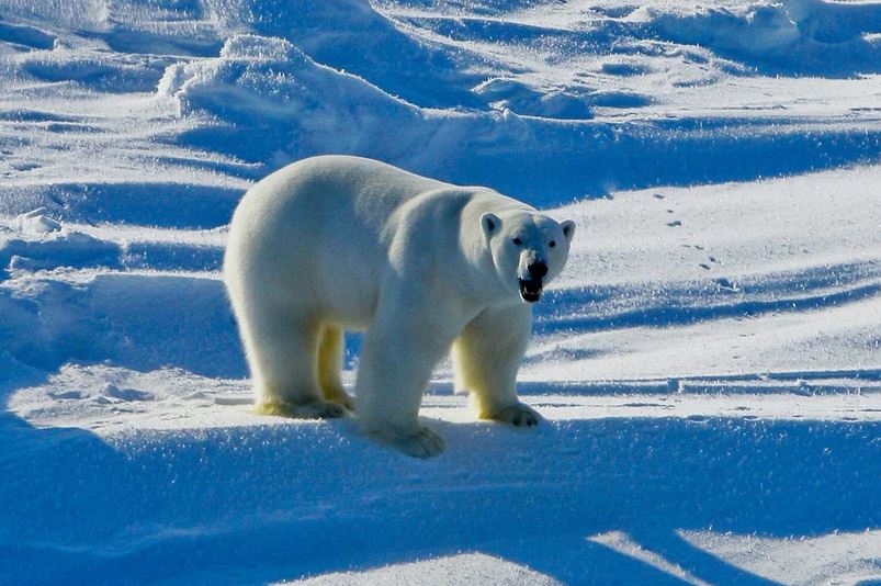 Virusi H5N1 përhapet edhe në zonat e largëta të planetit, ngordh ariu polar në Alaskë