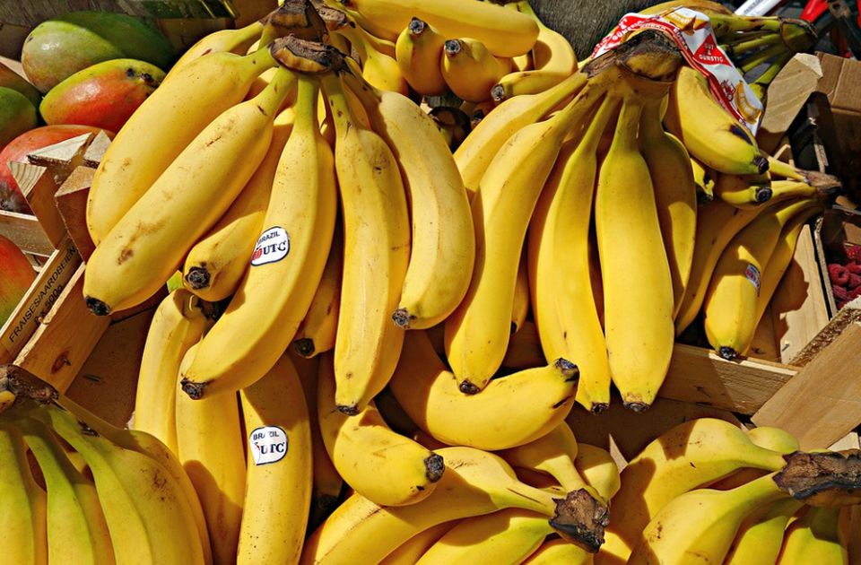 Policia marokene sekuestron 1.5 ton kokainë të fshehur në banane
