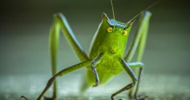 Fillon funksionimin fabrika e parë për prodhimin e miellit të insekteve në Itali