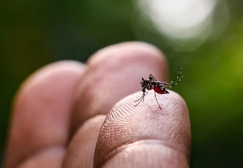 Mushkonja tigër përhapet në Europën veriore për shkak të ndryshimeve klimatike