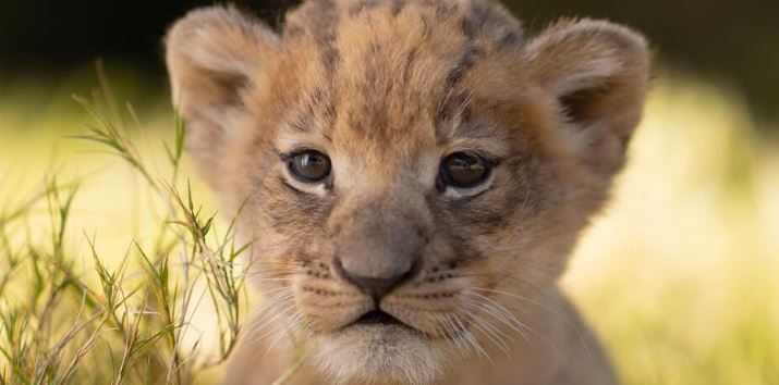 Kopshti zoologjik i Teksasit mirëpret lindjen e parë të luanit që 8 vitesh