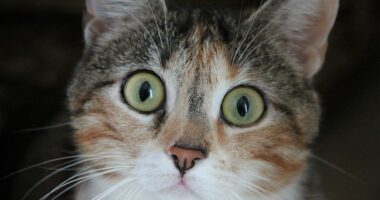 Fundi tragjik i kësaj mace shkaktoi zemërim në të gjithë Rusinë