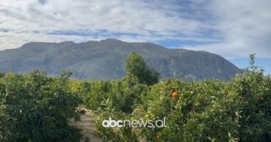 Mandarinat e Konispolit/ Fermerët: Prodhimi nuk po shitet, u dëmtua  nga breshëri  vitin e kaluar