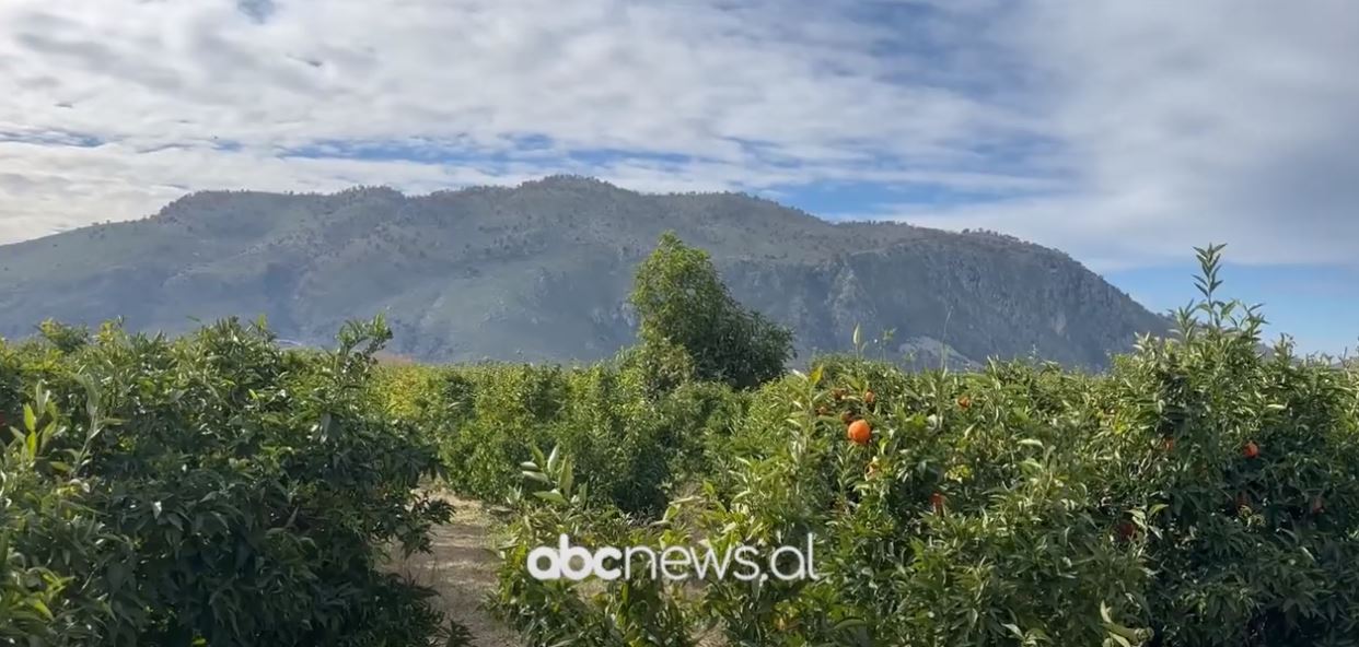 Mandarinat e Konispolit/ Fermerët: Prodhimi nuk po shitet, u dëmtua  nga breshëri  vitin e kaluar